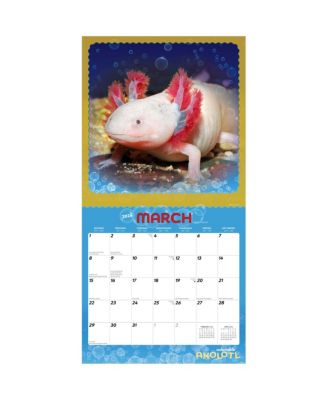 Adorable Axolotl | 2026 12 x 24 Inch (Hanging) Monthly Square Wall Calendar | Plastic-Free