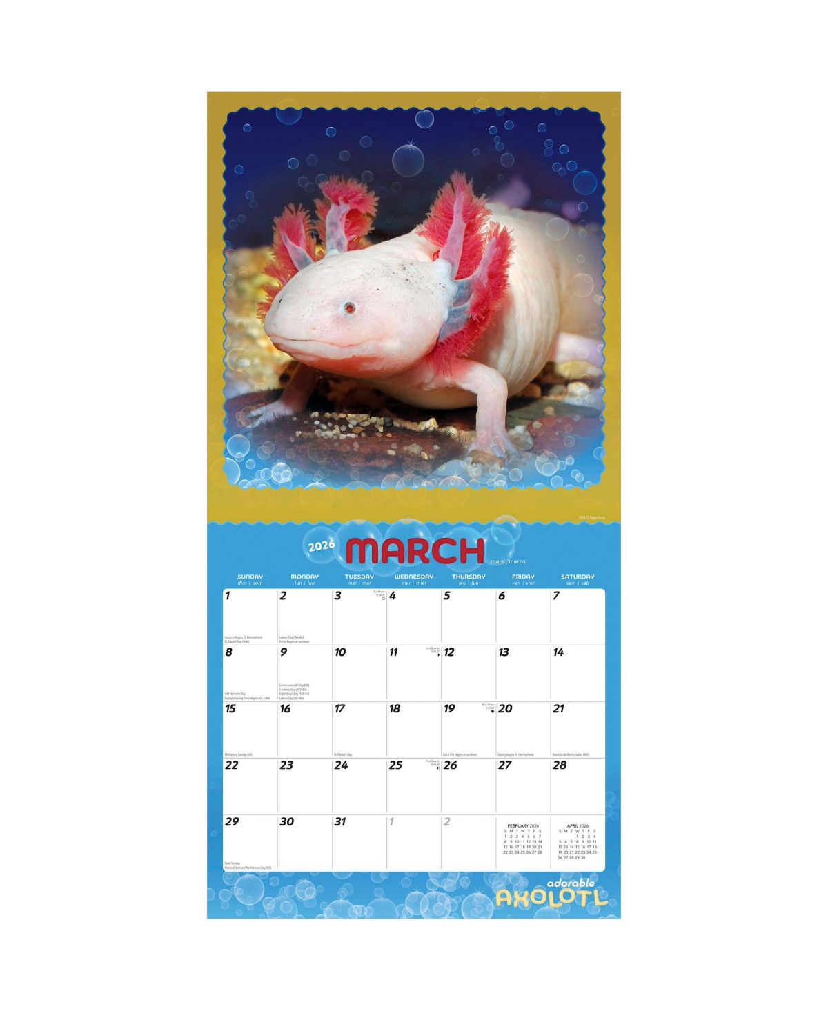 Adorable Axolotl | 2026 12 x 24 Inch (Hanging) Monthly Square Wall Calendar | Plastic-Free
