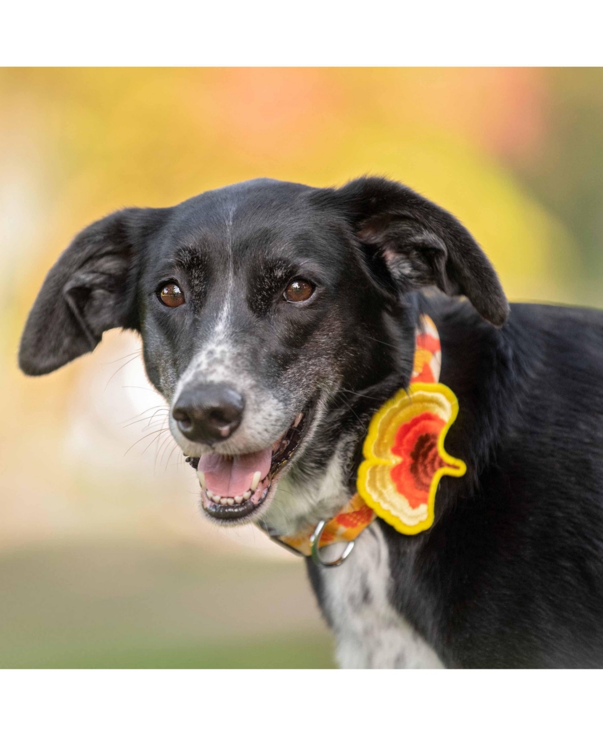 Blueberry Pet Fall Thanksgiving Dog Collar with Detachable Decor