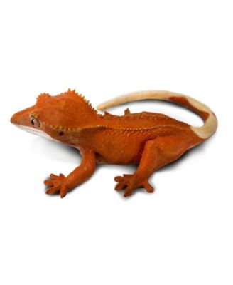 - Crested Gecko