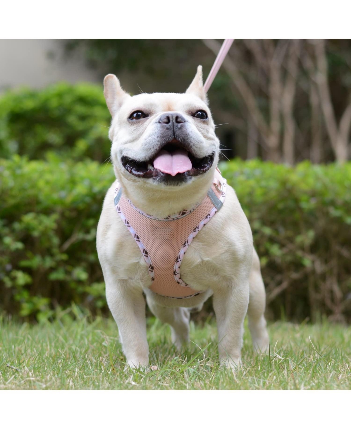 Aronkl Soft Mesh No-Choke Step-In Dog Cat Harness Leash Set Reflective Breathable for Small Pets