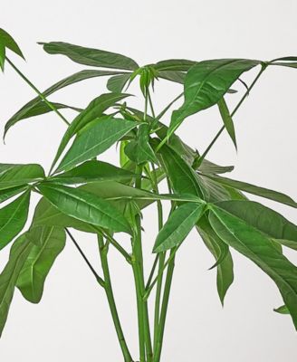 Money Tree 'Guiana Chestnut' Pachira Braid Live Plant, 6" Pot - Macy's