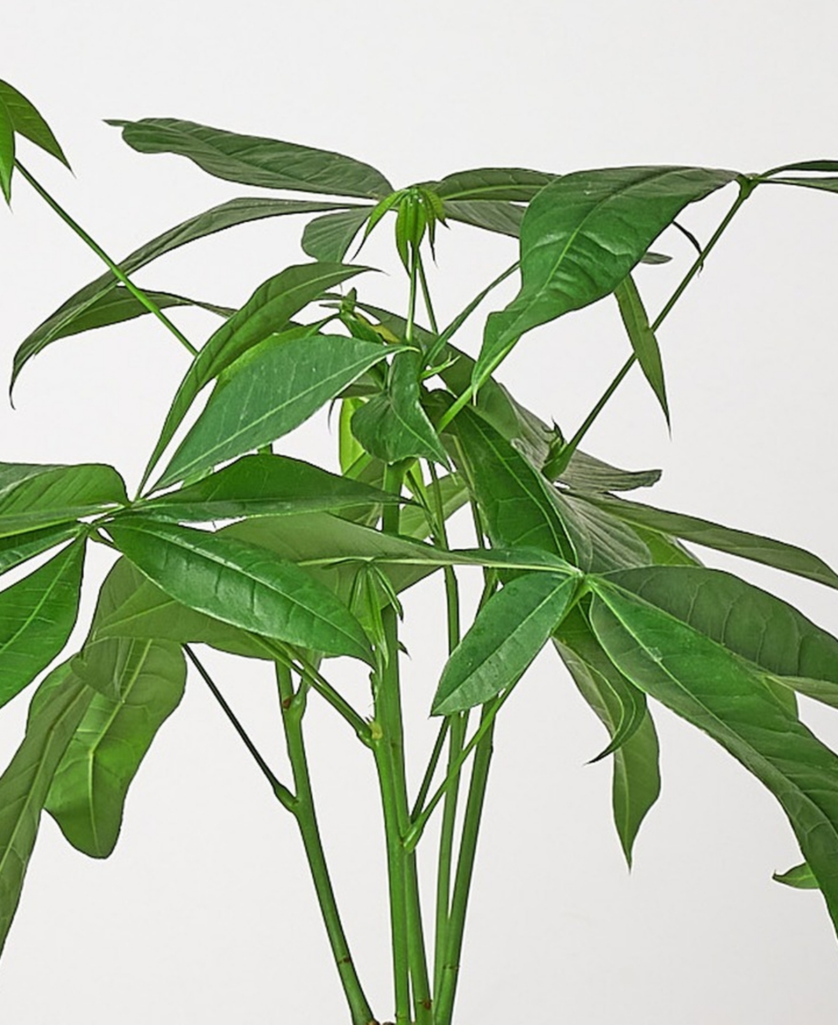 Money Tree 'Guiana Chestnut' Pachira Braid Live Plant, 6" Pot