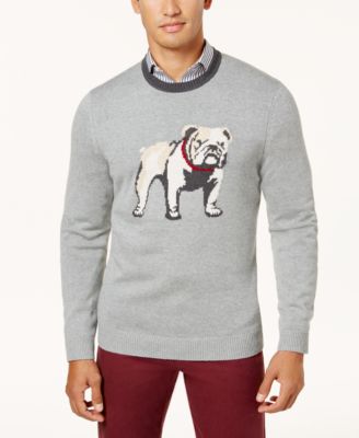 bulldog with sweater