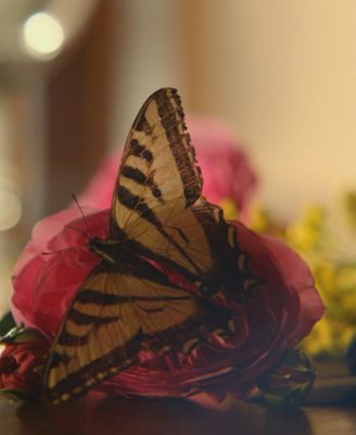 Gucci Guilty Absolute Pour Femme Eau de Parfum Spray, 3-oz.