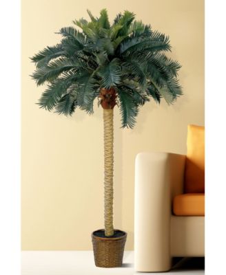 6' Sago Palm Tree