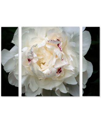 Trademark Global - Kurt Shaffer 'Perfect Peony' Large Multi-Panel Wall Art Set