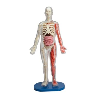 Smart Lab Squishy Human Body - Macy's