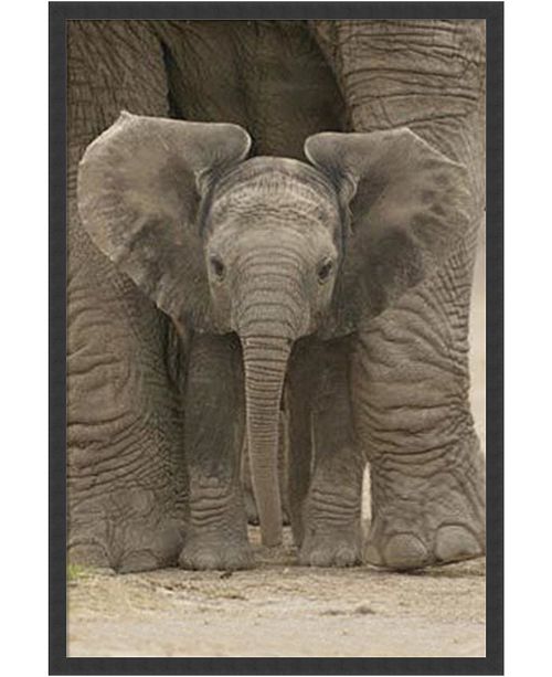 Amanti Art Big Ears Baby Elephant Framed Art Print Reviews