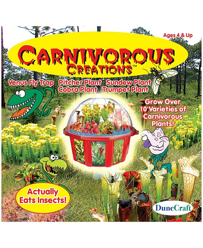 DuneCraft Dome Terrarium Carnivorous Creations Macy's