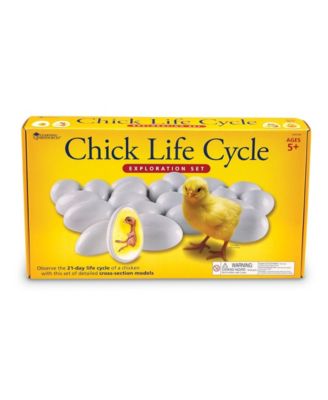 Learning Resources Chick Life Cycle Exploration Set