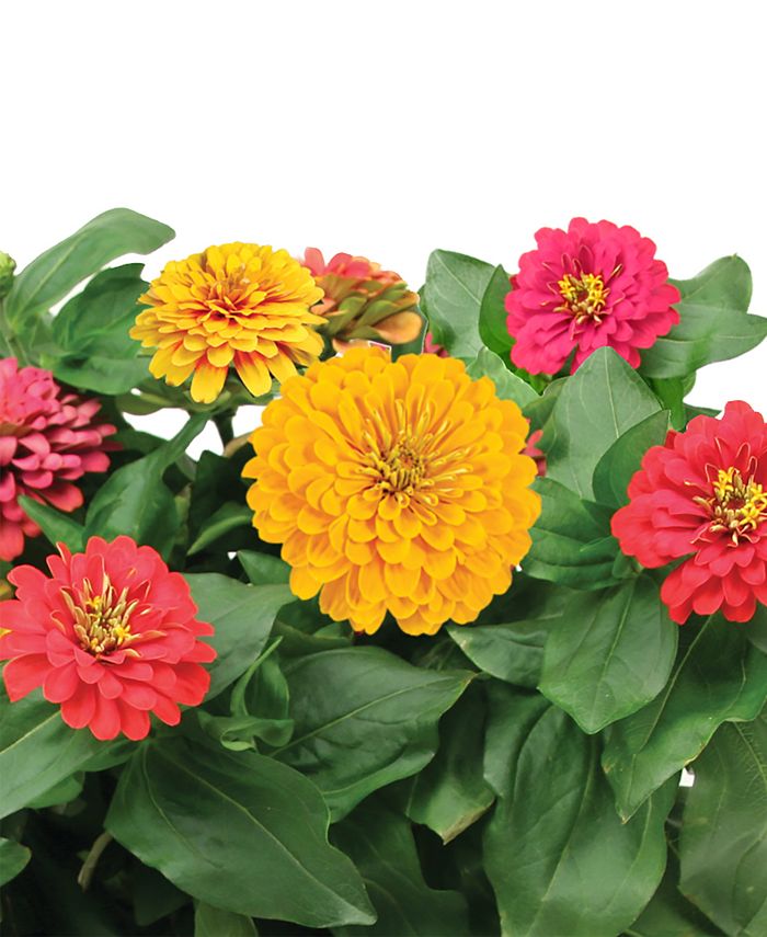 AeroGarden Zinnia Mix 6Pod Seed Kit Macy's