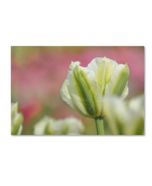 Trademark Global Cora Niele 'white And Green Tulip' Canvas Art In Multi