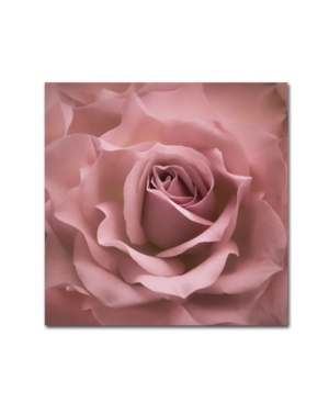 Trademark Global Cora Niele 'misty Rose Pink Rose' Canvas Art In Multi