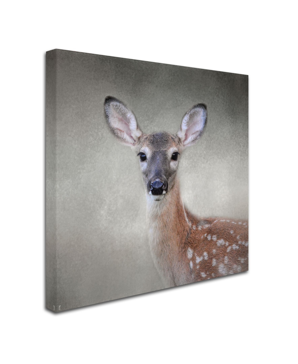 Jai Johnson 'Little Miss Lashes White Tailed Fawn' Canvas Art - 2