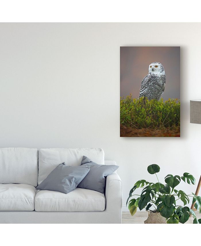 Trademark Global Milan Zygmunt 'Snowy White Owl' Canvas Art - 16