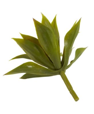 Mini Agave Succulent Plant, Set of 12