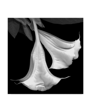 Trademark Global Susan S. Barmon 'trumpet Flower Black And White' Canvas Art In Multi