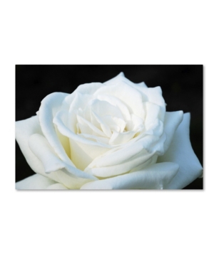 Trademark Global Kurt Shaffer 'white Rose Ii' Canvas Art In Multi