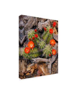 Michael Blanchette Photography 'Claret Cup Cactus' Canvas Art - 35" x 47"