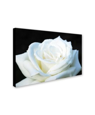 Kurt Shaffer 'White Rose II' Canvas Art - 24" x 16"