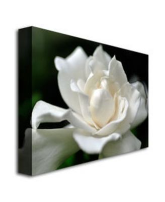 Kurt Shaffer 'Lovely Gardenia' Canvas Art - 32" x 24"
