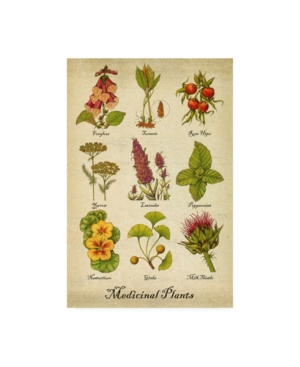 Trademark Global Deborah Kopka Medicinal Plants Canvas Art In Multi