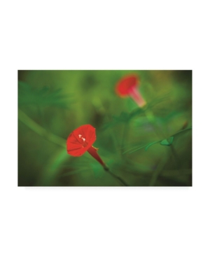 Trademark Global Kurt Shaffer Photographs Red Green In Nature Canvas Art In Multi