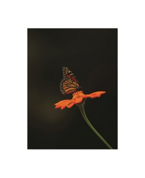 Trademark Global Kurt Shaffer Photographs Monarch On Orange Canvas Art In Multi