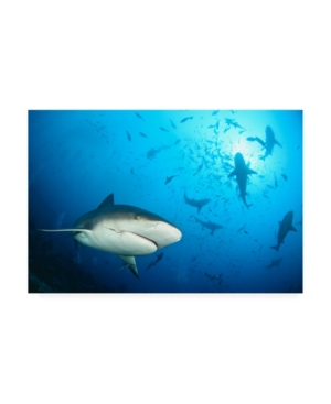 Alexander Safonov Beqa Shark Labs Canvas Art - 20
