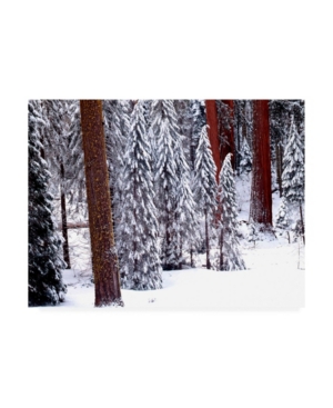 Monte Nagler Pines in Winter California Canvas Art - 20