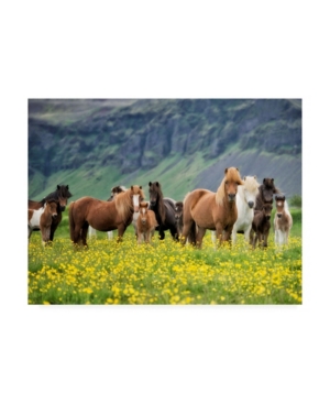 Trademark Global Ph Burchett Icelandic Horses Vii Canvas Art In Multi