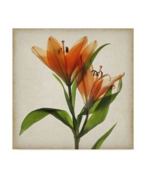 Trademark Global Judy Stalus Parchment Flowers X Canvas Art In Multi