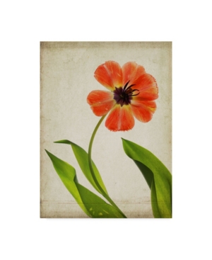 Trademark Global Judy Stalus Parchment Flowers V Canvas Art In Multi