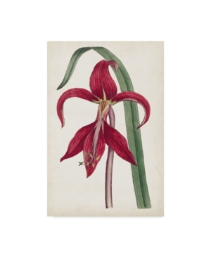 Curtis Curtis Garden Beauties I Canvas Art - 20