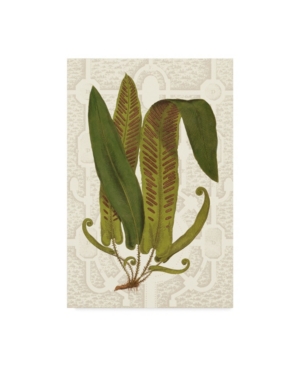 Vision Studio Garden Ferns I Canvas Art - 20