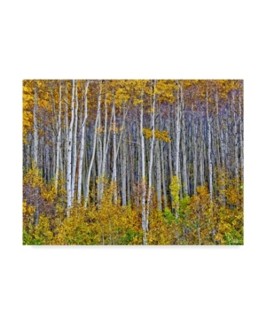 Trademark Global David Drost Yellow Woods I Canvas Art In Multi
