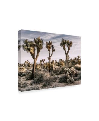Trademark Global Rachel Perry Views of Joshua Tree IX Canvas Art - 20" x 25"