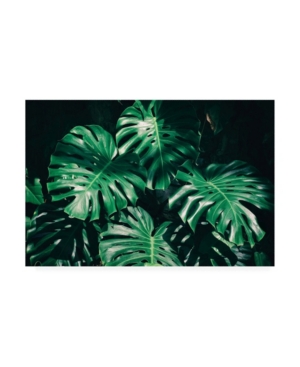 Trademark Global Photoinc Studio Tropical Green Palm Canvas Art In Multi