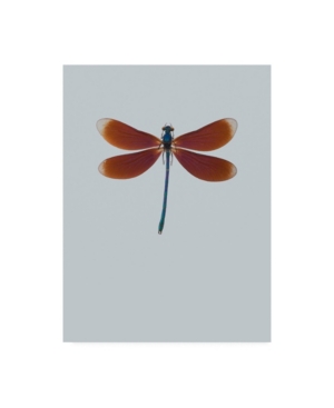 Trademark Global Incado Dragonfly Ii Canvas Art In Multi