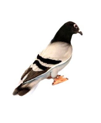 new Hansa Pigeon plush soft bird realistic stuffed toy 6299 Taube Plüschtier