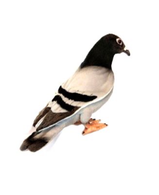 hansa pigeon