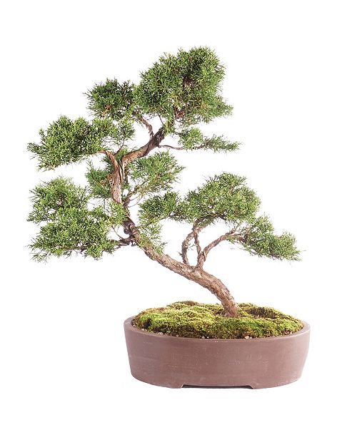 Brussel S Bonsai Brussels Bonsai Shimpaku Juniper Reviews All Botanicals Home Decor Macy S