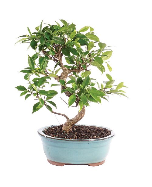 Brussel S Bonsai Brussels Bonsai Golden Gate Ficus Reviews All Botanicals Home Decor Macy S