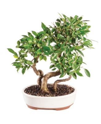 Brussel's Bonsai