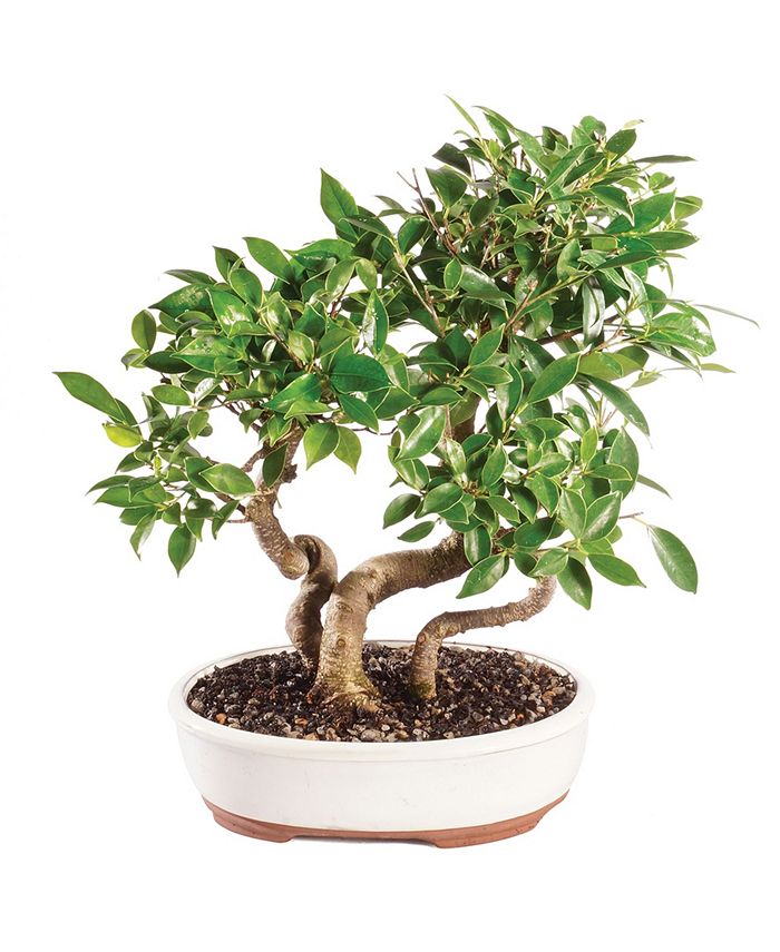 Brussel's Bonsai Brussels Bonsai Golden Gate Ficus Grove Macy's