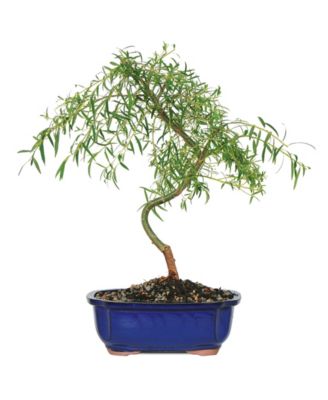 Brussel's Bonsai