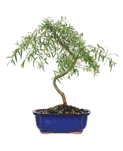 Brussel S Bonsai Brussels Bonsai Japanese Weeping Willow Reviews All Botanicals Home Decor Macy S