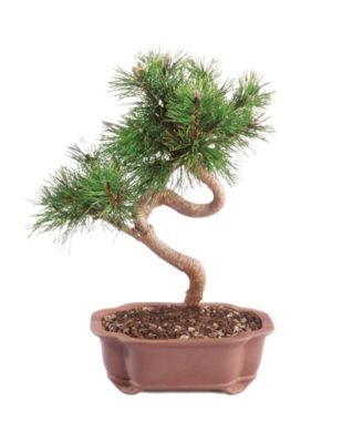 Brussel's Bonsai