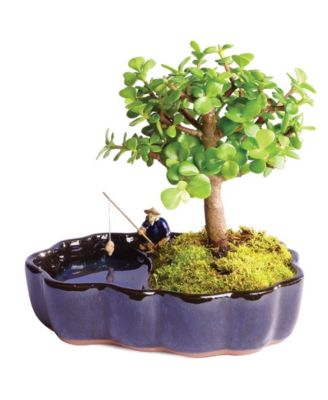 Brussel's Bonsai